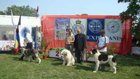 CACIB ARAD 2013